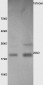 Calmodulin 1/2/3 Rabbit pAb